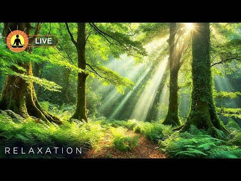&#128308; 24 Hours of Relaxing Forest Music: Deep Sleeping Music, Stress Relief Meditation Music, Yoga Music