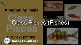 Class Pisces (Fishes)