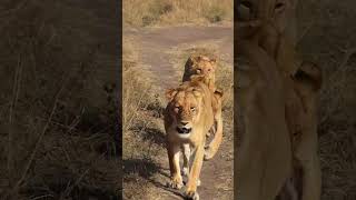 Rongai pride in the Mara