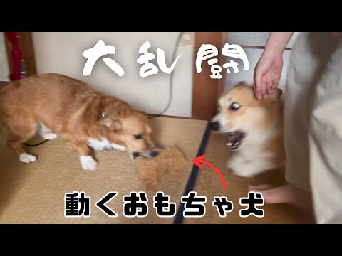 動くおもちゃ犬をはじめてコーギーに見せたら大変なことになった