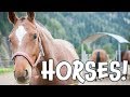 Horse Anatomy and Behavior Questions