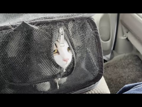 豆大福の顔を見てホッと安心する猫の癒しシーン サムネイル