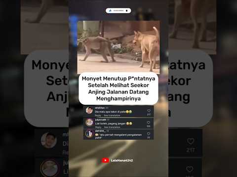 Seekor Monyet Yang Tidak Mau Diikuti oleh Anjing Jalanan #shorts