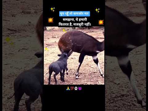 चुप रहूं तो कमजोरी मत समझना #song #coversong #love #motivation #youtubeshorts #trending #viralvideo