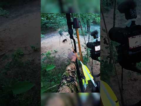 Insane Shot Hunting Wild Pigs With a Recurve Bow! #shorts #hunting #hoghunting