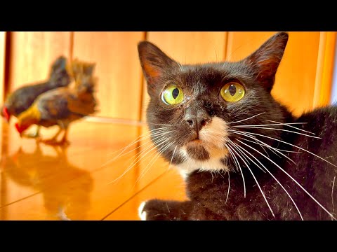 猫とヒヨコのかわいい交流と癒しの瞬間を楽しもう サムネイル