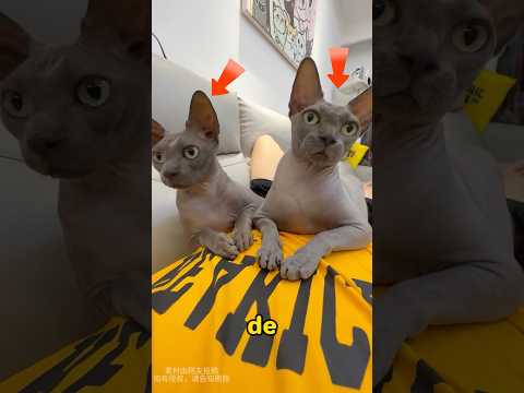 His hairless cat loves to take a bath very much.#cat #pets