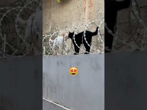 JÃO, CADE O BRAIA?😨 (ta namorando?)