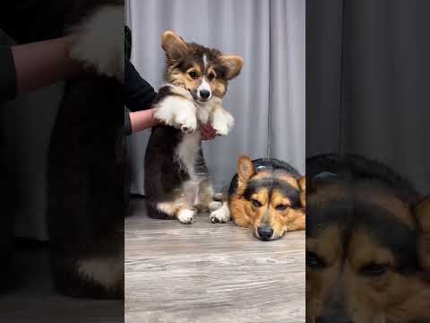 Adorable Dogs Dancing Part 23😍