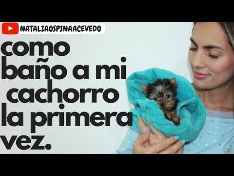 Como baño a mi perro cachorro la primera vez - Tips by Natalia Ospina