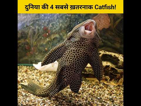 दुनिया की सबसे क्यूट दिखने वाली मछली! 🤔🥺 #shorts #animalfacts