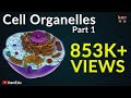 Cell Organelles and Their Functions