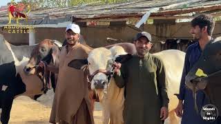 #abdullahcattle #farmraised #livestock  Contact : 0345-3052004