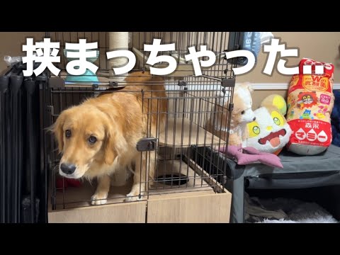 【イタズラ】朝起きたら猫ケージに大型犬が入ってた...【ゴールデンレトリバー•ボーダーコリー】
