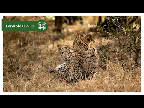 4K Wildlife sequences  Nkoveni +2 Maxabene Riverbed with hoisted carcass