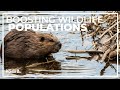 Ecological Impact of Wolves and Beavers