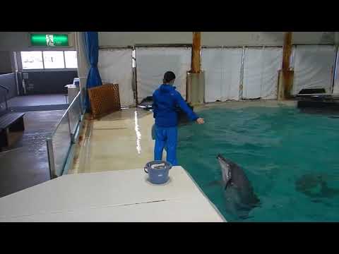 猫の動画サムネイル - バンドウイルカのトレーニング