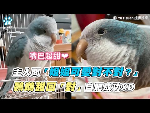 【主人問「姐姐可愛對不對？」 鸚鵡甜回「對」自肥成功XD】｜網友 / Yu Hsuan @綠色和尚阿肥