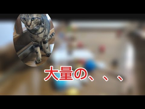 猫さんたちがソファの下にめちゃくちゃ溜め込んでました