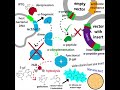 IPTG and the Lac Operon