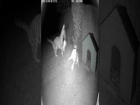 Cat Saves Dog from Tiger Attack at Night 😱 | Real CCTV Footage