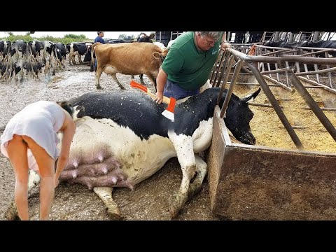 Smart Farming Automated Dairy Milking Cattle Feeders Silage Tips ft. Stunning Farmer