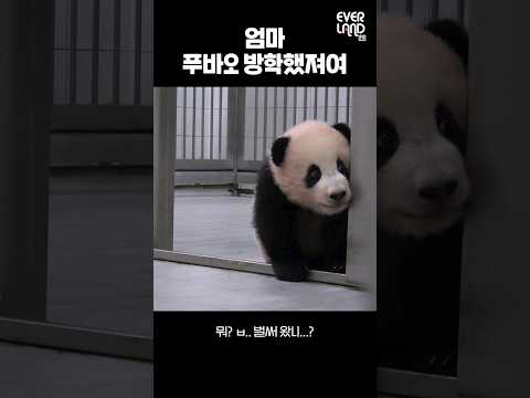 엄마! 푸바오 방학했져요.gif│#힐링푸데이 #Panda #Fubao #Aibao
