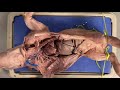 Anatomy and Dissection of Blood Vessels