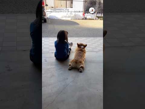 猫の動画サムネイル - 言葉はなくても通じあう女の子とワンコ｜PECO #shorts