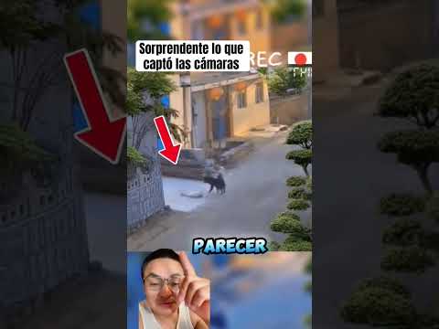 El truco que salvo la vida del ganso
