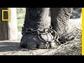Elephant Conservation and Chain-Free Corrals