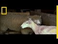 Wool Processing and Dyeing Techniques