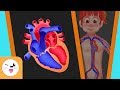 Circulatory System Functions and Components