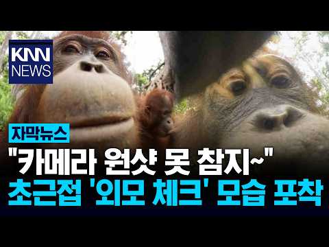 "잘 찍히고 있나?" 외모 체크 카메라 앞 '스타성 폭발' 원숭이 / KNN