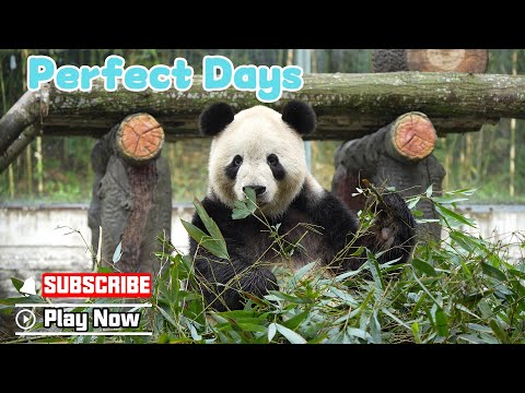 【Life Of Returnee Pandas】Episode 36 Tian Tian’s Morning Vlog | iPanda