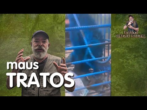 MAUS-TRATOS: MACACO PREGO PINTADO DE AZUL.