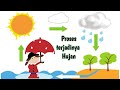 Understanding the Process of Rain Formation