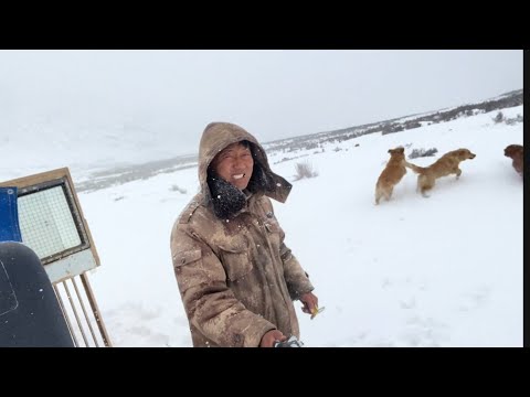 homeless man and stray dog ​​suddenly encountered a cold air current on the plateau😷