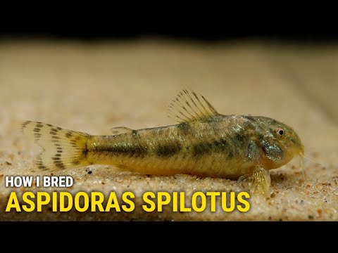 How I Bred Aspidoras Spilotus at Home In this video I'll cover my approach to breeding and raising Aspidoras Spilotus.  I'll explain the m