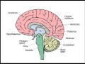Brain Structure and Function Assessment