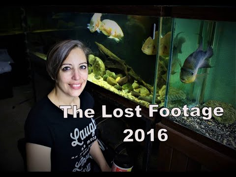 Lost Fish Footage- 2016 NEC Cichlid Show in New En Never seen before footage of our trip in 2016 to the NEC Cichlid show in New England-