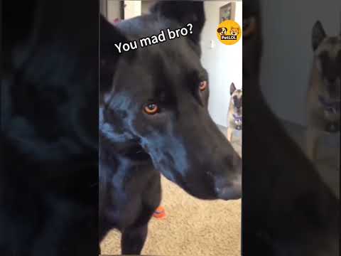 Pets Losing Their Minds Over Weird Sounds!