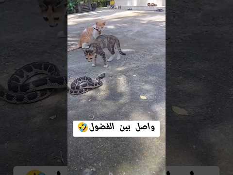 لم يترك الفضول