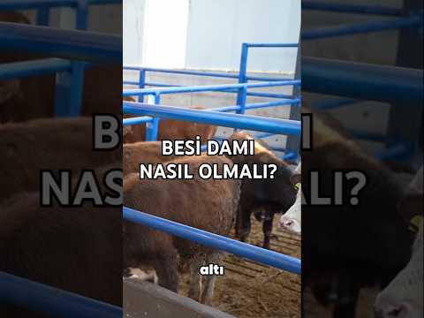 Besi damı zemini nasıl olmalı? #besi #büyükbaş #danışmanlık #hayvancılık