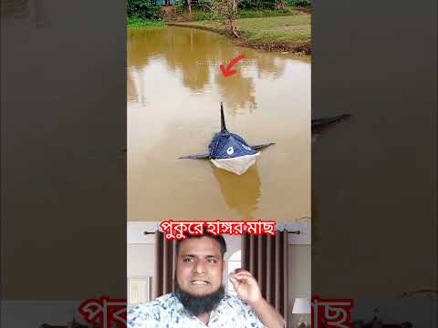 পুকুরে বেশি উঠল এক বিশাল বড় হাঙ্গর মাছ #viral #shortvideo #new #viral #short #duet #funny# video #