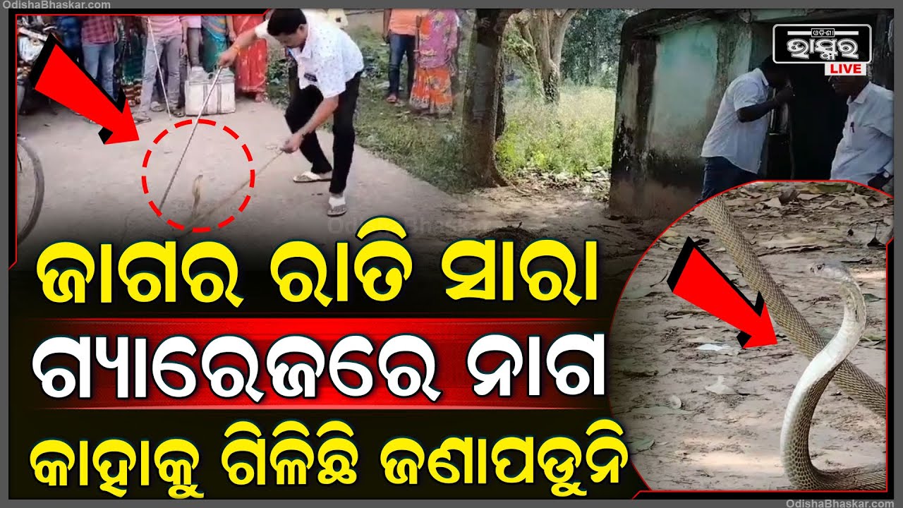 ଜାଗର ଯିବା ଗୋଟେ ଦିନ ନହେଉଣୁ ଗ୍ୟାରେଜରୁ ବାହାରିଲା ବିରାଟକାୟ ନାଗ, ସ୍ଥାନୀୟ ଲୋକ ଦେଖି ଛାନିଆ...