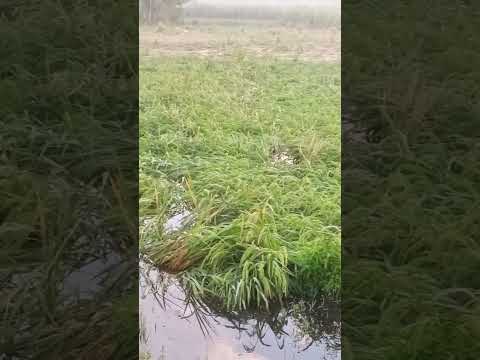 #freerista #freerishta #freefireclips #love #aishorts #aiart #song