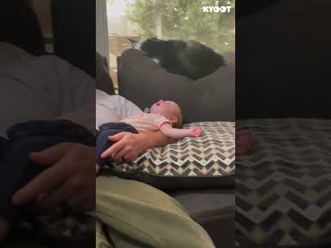 This is heaven! Who agrees ๐โโ๏ธ #dogs #cats #sleep #parenting #shorts