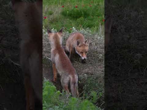 Tim is weer aan het gluren naar zijn buren…🦊 #hetlandjevantim