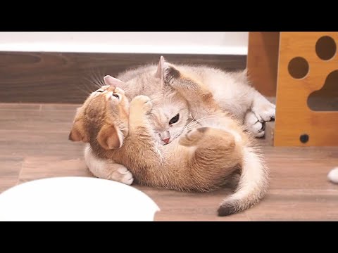 Mother cat got angry and grabbed the kitten to punish him after he provoked her.